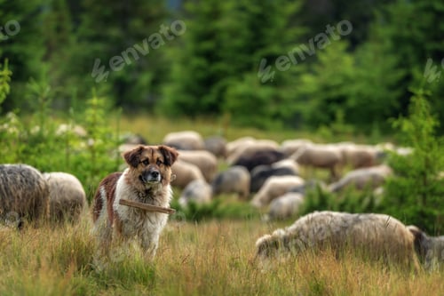 Preview: shepherd