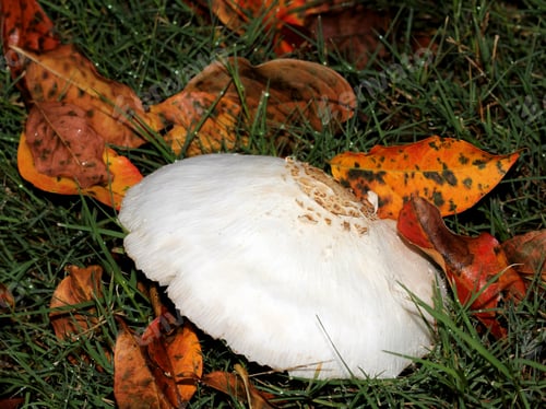 Preview: White Mushroom With Fall Leaves - Close Up Photograph Of A White Mushroom With Colorful Autumn