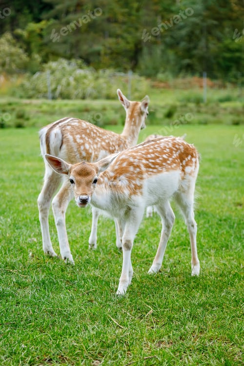 Preview: Two small beautiful fallow deer with spotted fur stand on a green lawn in a wildlife park
