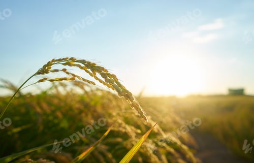 Preview: Detail of the rice plant at sunset in Valencia, with the plantation out of focus.