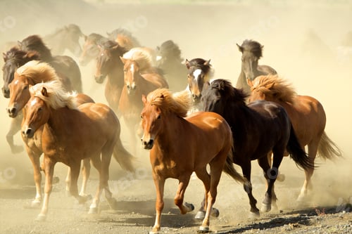 Preview: Icelandic horses running