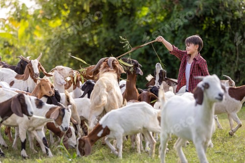 Preview: Cute boy with a rural goat farm, simple life.
