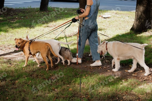Preview: woman is walking her dogs on leashes in park, pack of dogs