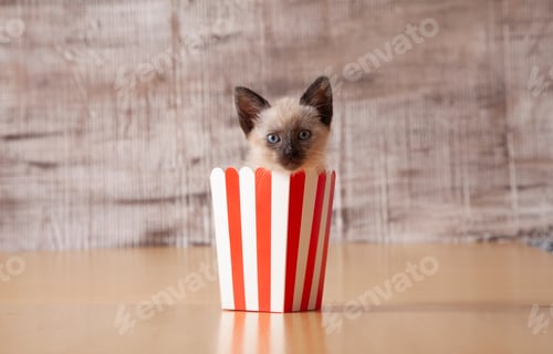 Preview: the cat is in the striped paper cup on the table