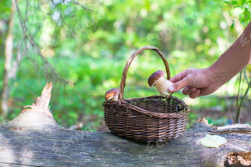 Preview: Wicker basket full of mushrooms in a forest