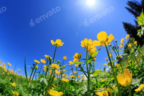 Preview: Beautiful landscape with yellow flowers on high altitude grassland
