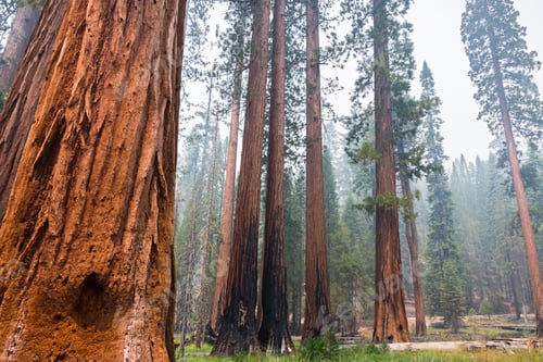 Preview: Giant Sequoias in Mariposa Grove surrounded by smoke