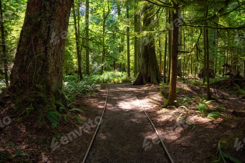 Preview: Trail in the Rain Forest during a vibrant sunny summer day