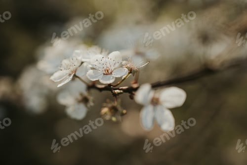 Preview: Macro shot of white spring flowers blossoming on the end of a twig with blurred background