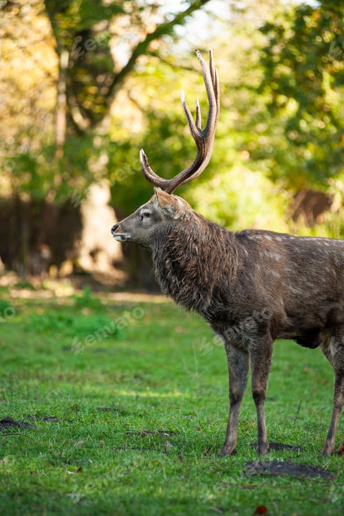 Preview: wild animals, deer in the forest, european fauna