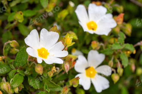 Preview: Laden; It is a plant species with white or pink flowers Cistus genus of the Cistaceae family.