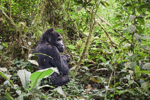 Preview: Mountain gorilla in Bwindi Impenetrable National Park, Uganda