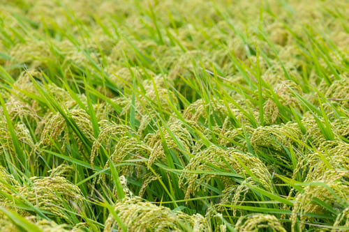 Preview: Fresh raw paddy rice field