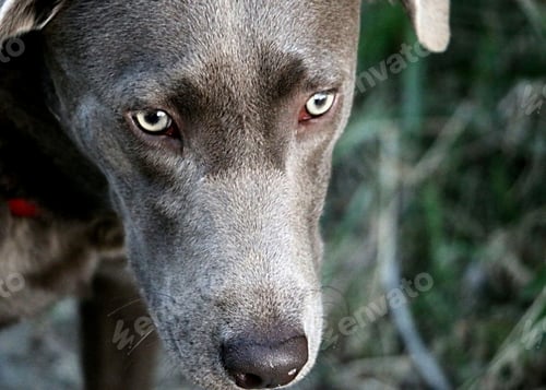 Preview: Close-up of green eyed Silver Labrador focused on possible threat