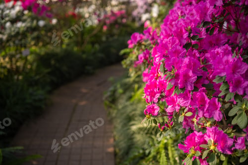Preview: Vibrant pink bushes of azalea flowers