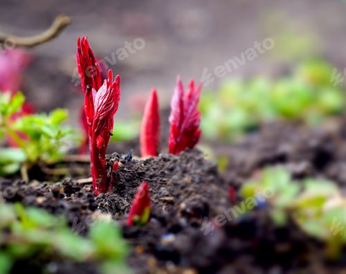 Preview: Young peonies red leaves break through soil ground in early spring