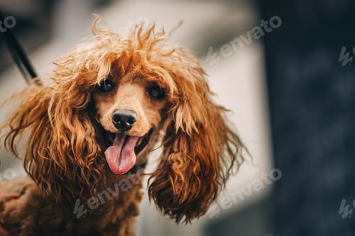 Visualização: Grooming and grooming a poodle.