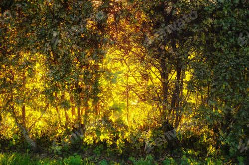 Preview: Autumn trees