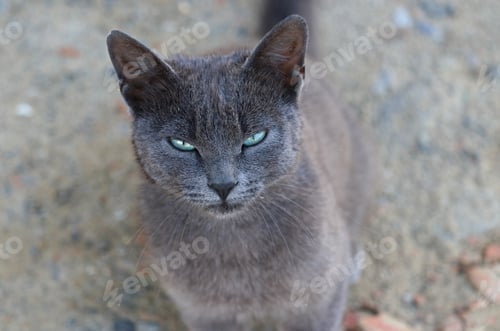 Preview: Closeup shot of a grumpy chartreux cat in a field at daytime