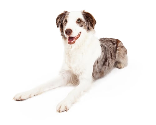 Preview: Happy And Friendly Border Collie Dog Laying