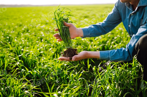 Preview: Young Green wheat seedlings in the hands of a farmer. Checking wheat field progress.