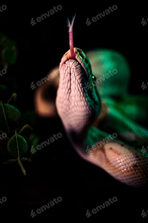 Preview: Vertical shot of a creepy huge snake crawling on woods under led lights with a dark background