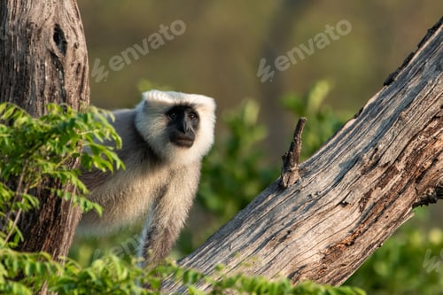 Preview: Gray langur exploring tree branches in indian forest