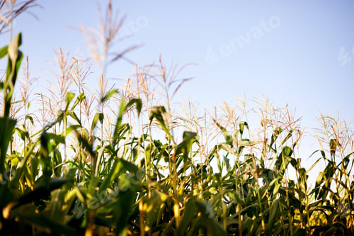 Preview: Im a corn field