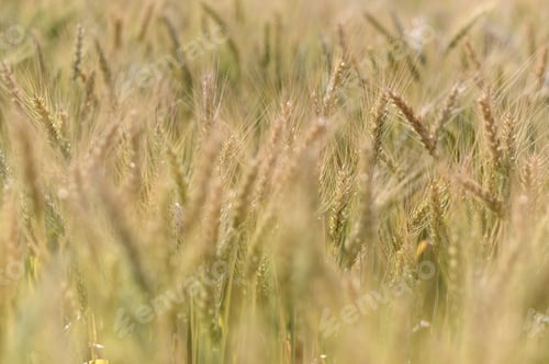 Preview: Close-up Barley blur for the background.