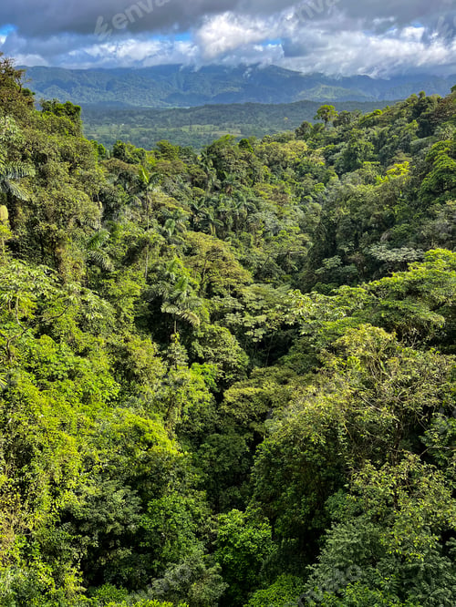Preview: Rain forest in Costa Rica, Hanging Bridges area.