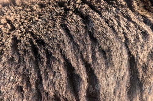 Preview: Brown bear hair