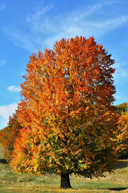 Preview: Vertical shot of a colorful tree in a field in autumn