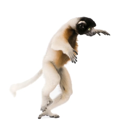 Preview: Young Crowned Sifaka, Propithecus Coronatus, 1 year old, walking, studio shot