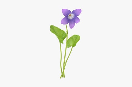 Preview: Single Violet Plant with Leaves