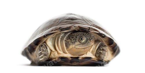 Preview: Common box turtle, isolated on white