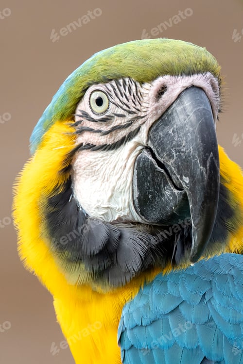 Preview: Blue-and-yellow macaw (Ara ararauna) parrot close up portrait