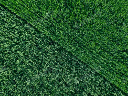 Preview: Aerial top view of green wheat or oat field. Abstract green background or wallpaper