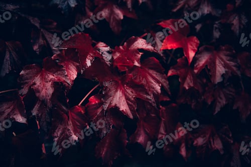Preview: Ivy leaves, autumn background concept