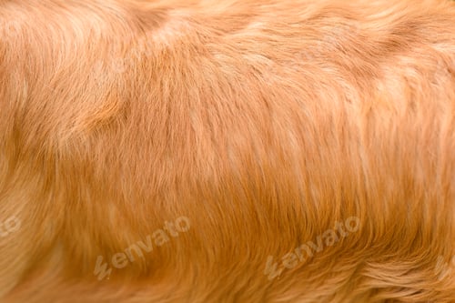 Preview: Natural Golden Retriever dog fur close-up, can be used as a background or texture.