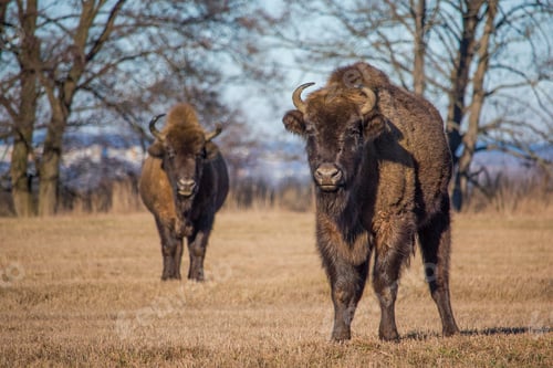 Preview: Two bisons looking at camera while grazing on dry grass, naliboki, belarus