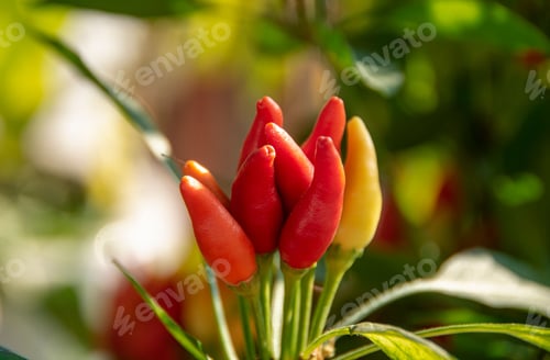 Preview: Vibrant chili peppers in sunny garden.