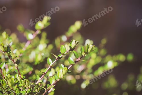 Preview: Different Plants Grow In The Park On A Sunny Day