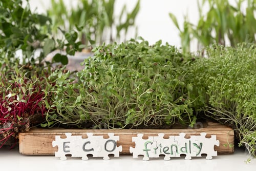 Preview: Radish microgreens with seeds and roots. Germination of seeds at home.