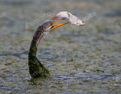Preview: Darter or snakebird