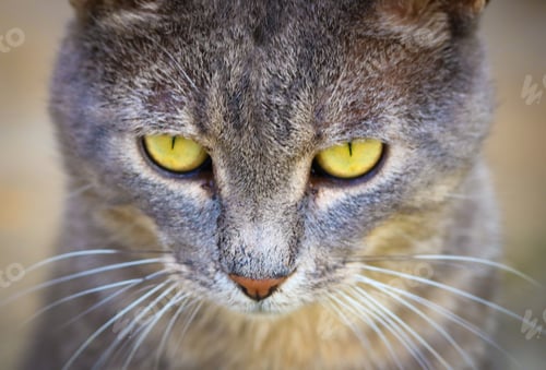 Preview: Portrait of a gray cat