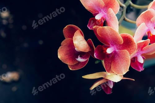 Preview: Orange Phalaenopsis Orchid Plant