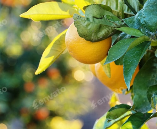 Preview: Closeup shot of lemons growing on the tree with blurred background