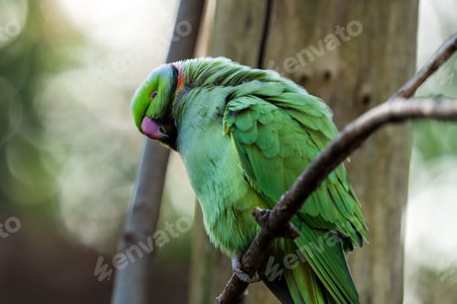 Preview: Bright parakeet on a tree branch in Platwijers, a nature reserve in Zonhoven, Limburg, Belgium