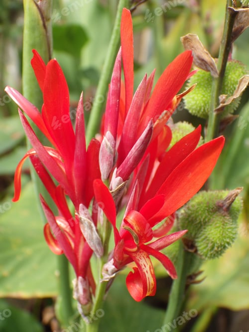 Vorschau: Vertikale Aufnahme von blühenden Canna-Blumen im Grünen