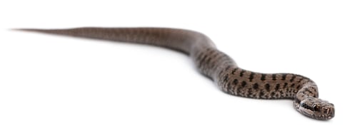 Preview: Common European adder or common European viper, Vipera berus, in front of white background